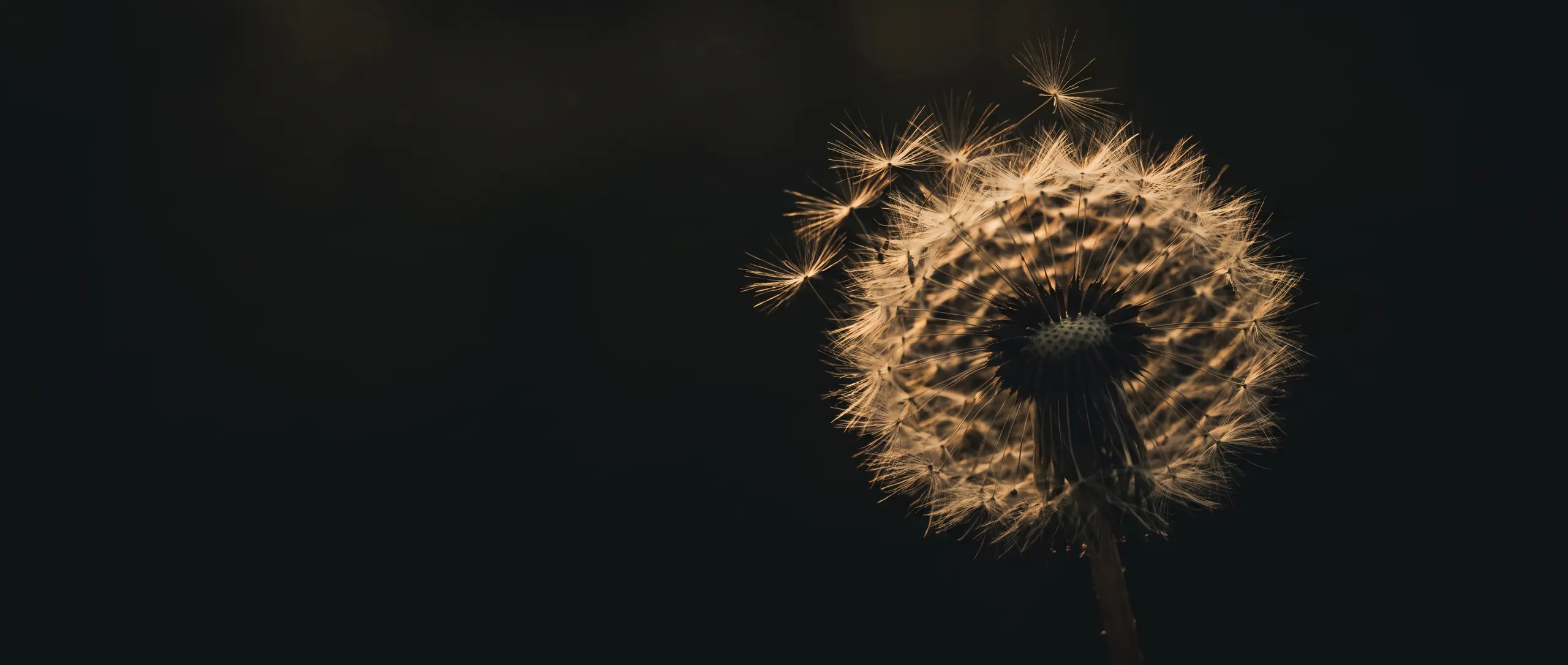 A dandelion seed-head backlit against near-black